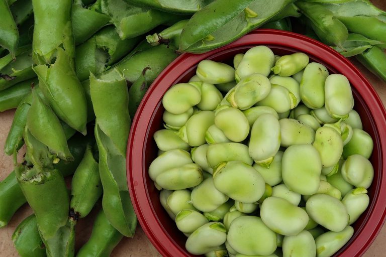 broad beans, beans, food-5479434.jpg
